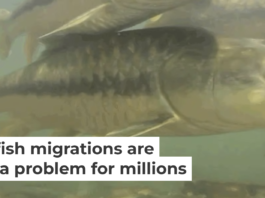 Mahseer swim in the Ramganga River, a major tributary of the Ganges River in South Asia. Zeb Hogan